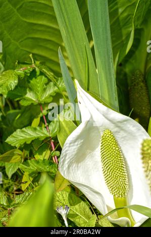 Zantedeschia aethiopica, gemeinhin bekannt als Calla-Lilie und Aramlilie Stockfoto