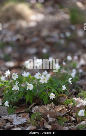 Eine Anemone aus Holz in den Wäldern Stockfoto