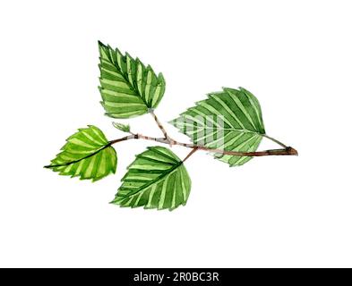 Wasserfarbene, isolierte Sommerbirke auf weißem Hintergrund. Stockfoto