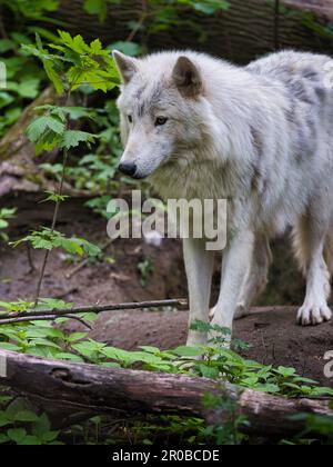Weißer Wolf steht in einem Waldgehege zwischen grünen Blättern und abgefallenen Ästen, mit dickem blassem Fell und einem aufmerksamen Ausdruck Stockfoto