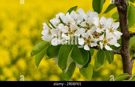 Apfelblüten vor dem Hintergrund gelber Rapsfelder. Stockfoto