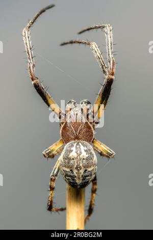 Furchenkugel-Spinne Stockfoto