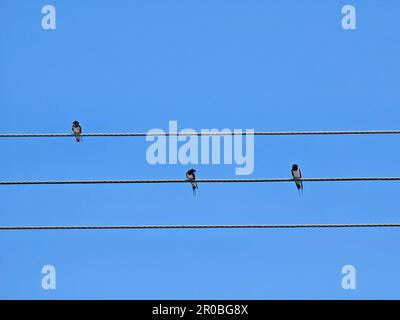 Verschluckt den elektrischen Draht. Vögel sitzen auf einem Strommasten mit blauem Himmelshintergrund. Netzkabel und kleiner Vogel Stockfoto