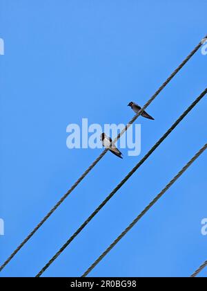 Verschluckt den elektrischen Draht. Vögel sitzen auf einem Strommasten mit blauem Himmelshintergrund. Netzkabel und kleiner Vogel Stockfoto