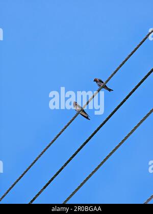 Verschluckt den elektrischen Draht. Vögel sitzen auf einem Strommasten mit blauem Himmelshintergrund. Netzkabel und kleiner Vogel Stockfoto