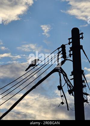 Die Silhouette einer Krähe, die auf dem Seil am Himmel sitzt. Vogel auf den Kabeln. Vogel auf einem Elektromast Stockfoto