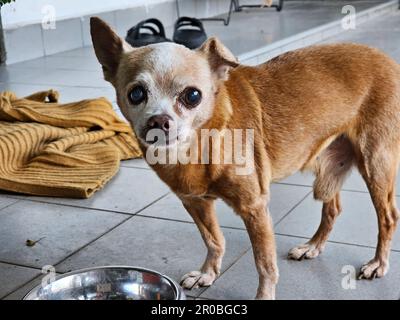 Chihuahua-Hund, der in die Kamera schaut. Süßes Hündchen. Alter Hund Stockfoto