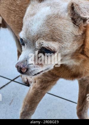Nahaufnahme eines chihuahua-Hundes. Süßes Hündchen. Der alte chihuahua-Hund Stockfoto