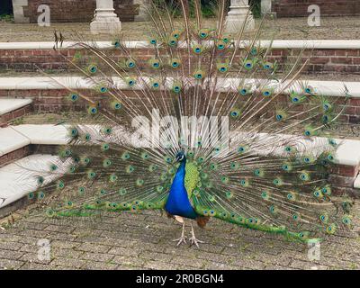 Pfau mit ausgestreckten Schwanzfedern Stockfoto