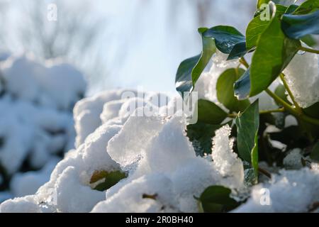 Im Frühling schmelzender Schnee auf grünem Efeu oder hedera-Blättern unter blauem Himmel mit Hintergrundbeleuchtung Stockfoto