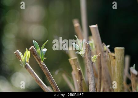 Geschnittene Äste eines Schmetterlingsbusches oder Buddleja davidii, die im Frühjahr frische neue Blätter anbauen. Gartenpflanzenpflege, Baumstiftung Stockfoto