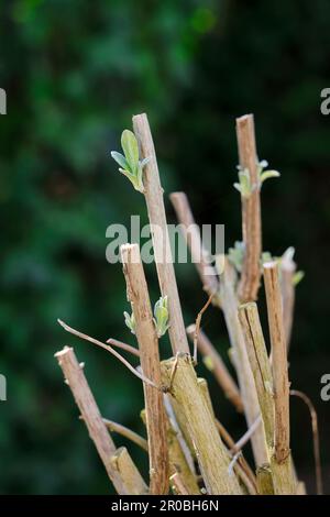 Geschnittene Äste eines Schmetterlingsbusches oder Buddleja davidii, die im Frühjahr frische neue Blätter anbauen. Gartenpflanzenpflege, Baumstiftung Stockfoto