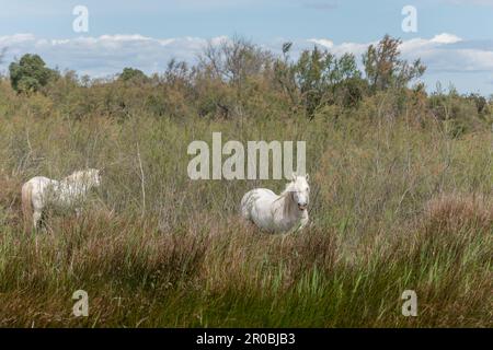 Camargue-Pferde füttern in den Sümpfen. Saintes Maries de la Mer, Parc naturel regional de Camargue, Arles, Bouches du Rhone, Provence Alpes Cote d'Az Stockfoto