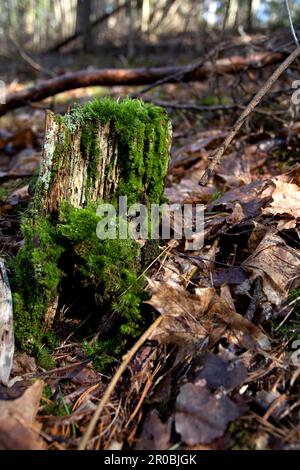 Grünes Moos auf einem alten Baumstumpf im Wald Stockfoto