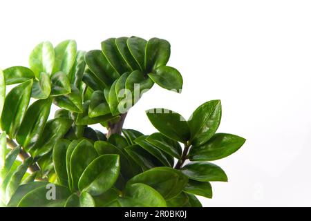 Mini-Zamioculcas. Grüne Zamiifolien-Blume in einem weißen Topf. Blumen im Garten anbauen. Blumenzucht. Grüne Blätter. Flora Hintergrund. Sansibar Juwel der Baum ist verlockend. ZZ-Fabrik, Zuzu-Hauspflanze Stockfoto