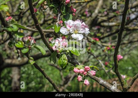 Landschaftsbild einer Nahaufnahme von Apfelblüte auf einem Baum im Millbrook Park. Generisch mit Kopierbereich Stockfoto