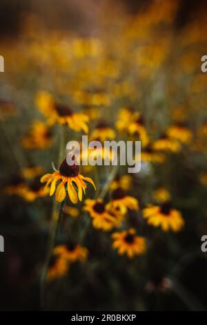 Eine gelbe Blume auf einem Feld gelber Blüten Stockfoto