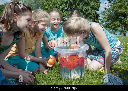 Ein Mädchen, das Apfel mit dem Mund aus einem Eimer nehmen will, München, Bayern, Deutschland Stockfoto