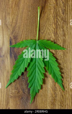 Cannabisblätter von Marijuana auf einem Braunboard-Streifen Wodden Background for Design Concept. Stockfoto