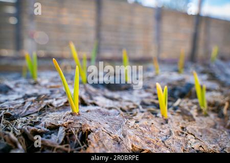 Im Gemüsegarten wachsen abends junge grüne Knoblauchsprossen. Pflanzensprossen durchbrechen trockene gefallene Blätter in einem Gartenbeet. Erster Warmin Stockfoto