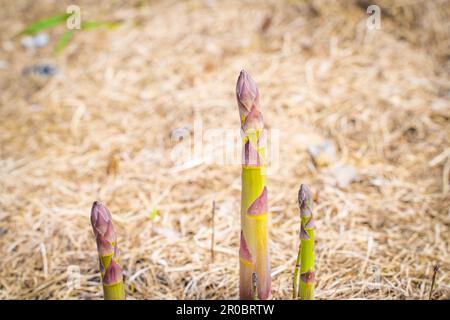 Spargelsprossen wachsen in einer Nahaufnahme eines Gartenbetts auf einem unscharfen Hintergrund Stockfoto