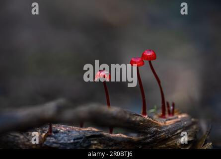 Ruby Bonnet (Cruentomycena viscidocruenta), winzige hellrote Pilze, die im Waldboden in Auckland gefunden wurden. Stockfoto