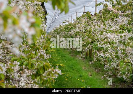 Kirschbäume in voller Blüte in Deutschland. Obstgarten mit Schutznetz. Stockfoto