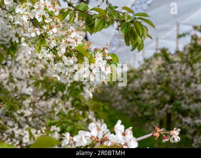 Kirschbäume in voller Blüte in Deutschland. Obstgarten mit Schutznetz. Stockfoto