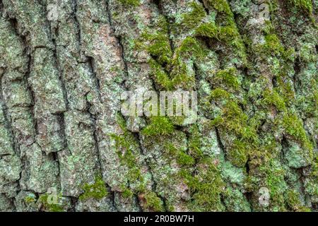 Kleines grünes Moos und Rinde eines alten Baumes Stockfoto