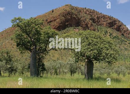 Adansonia gregorii, allgemein bekannt als Boab und auch bekannt unter einer Reihe anderer Namen, ist ein Baum der Familie Malvaceae, endemisch im nördlichen Teil von R. Stockfoto