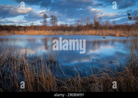 Trockenes Gras am Ufer des Sees und die Reflexion von Wolken im Wasser, Stankow, Polen Stockfoto