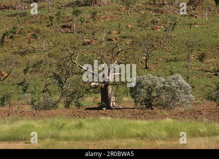 Adansonia gregorii, allgemein bekannt als Boab und auch bekannt unter einer Reihe anderer Namen, ist ein Baum der Familie Malvaceae, endemisch im nördlichen Teil von R. Stockfoto