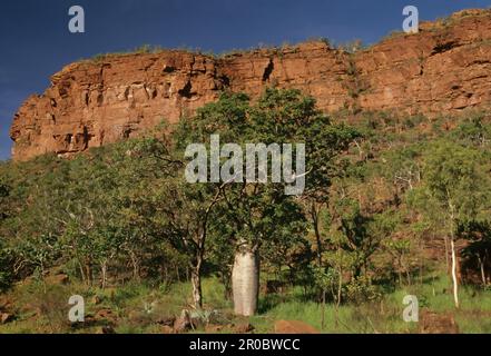 Adansonia gregorii, allgemein bekannt als Boab und auch bekannt unter einer Reihe anderer Namen, ist ein Baum der Familie Malvaceae, endemisch im nördlichen Teil von R. Stockfoto