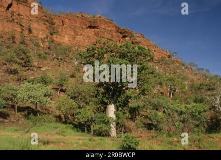 Adansonia gregorii, allgemein bekannt als Boab und auch bekannt unter einer Reihe anderer Namen, ist ein Baum der Familie Malvaceae, endemisch im nördlichen Teil von R. Stockfoto