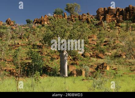 Adansonia gregorii, allgemein bekannt als Boab und auch bekannt unter einer Reihe anderer Namen, ist ein Baum der Familie Malvaceae, endemisch im nördlichen Teil von R. Stockfoto