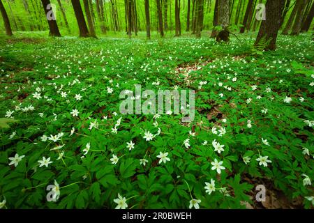 Grüne Wiese mit weißen Anemonen im Wald, Ostpolen Stockfoto