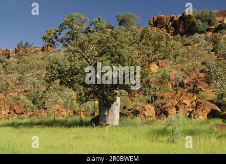 Adansonia gregorii, allgemein bekannt als Boab und auch bekannt unter einer Reihe anderer Namen, ist ein Baum der Familie Malvaceae, endemisch im nördlichen Teil von R. Stockfoto