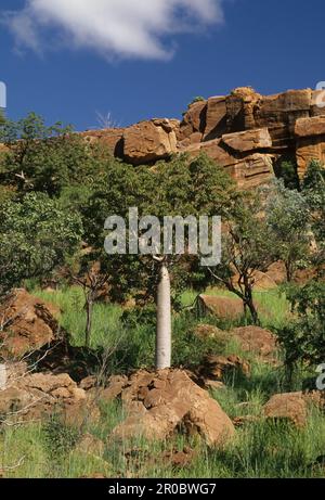 Adansonia gregorii, allgemein bekannt als Boab und auch bekannt unter einer Reihe anderer Namen, ist ein Baum der Familie Malvaceae, endemisch im nördlichen Teil von R. Stockfoto