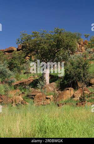 Adansonia gregorii, allgemein bekannt als Boab und auch bekannt unter einer Reihe anderer Namen, ist ein Baum der Familie Malvaceae, endemisch im nördlichen Teil von R. Stockfoto