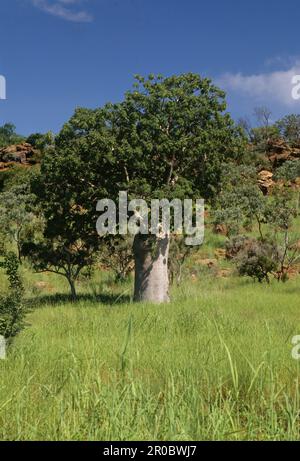 Adansonia gregorii, allgemein bekannt als Boab und auch bekannt unter einer Reihe anderer Namen, ist ein Baum der Familie Malvaceae, endemisch im nördlichen Teil von R. Stockfoto