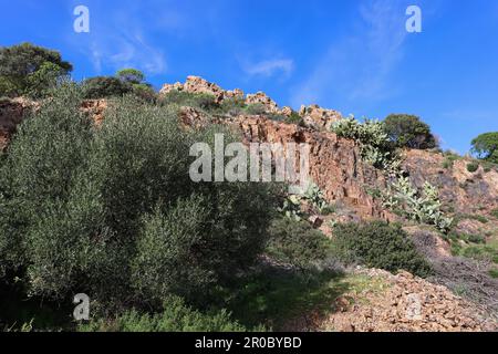 Meeresklippen mit Büschen und Kaktus-Stachelbirne überwuchert Stockfoto