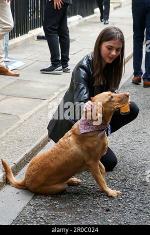 London, UK, 7. Mai 2023. Ein Gast mit dem Familienhund des Sunak, Nova, während des „Coronation Big Lunch“ in der Downing Street. Premierminister Rishi Sunak und seine Frau Akshata Murty veranstalten in der Downing Street, Westminster, ein großes Krönungsessen für Mitglieder der Gemeinde, Wohltätigkeitsorganisationen, Freiwillige und Menschen aus der Ukraine, die nach dem Ausbruch der russischen Invasion im Vereinigten Königreich leben. Die Nation feiert weiterhin die Krönung von König Karl III. Und Königin Camilla am 6. MJ 2023 als großes Krönungsessen. Kredit: Dinendra Haria/Alamy Live News Stockfoto