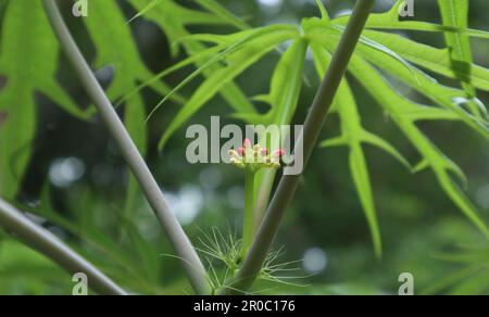 Winzige rötliche Blütenknospen, bereit, in der erhöhten Blüte einer Korallenpflanze zu blühen (Jatropha multifida) Stockfoto