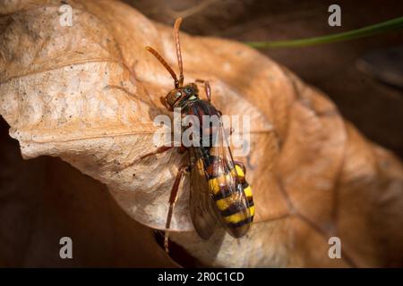 Eine weibliche aromatische Nomadenbiene (Nomada flava). Aufgenommen auf dem Bishopwearmouth Friedhof, Sunderland, Nordostengland Stockfoto