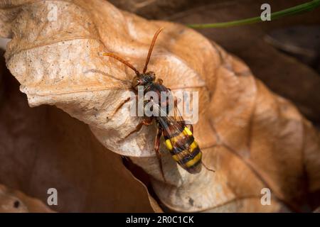 Eine weibliche aromatische Nomadenbiene (Nomada flava). Aufgenommen auf dem Bishopwearmouth Friedhof, Sunderland, Nordostengland Stockfoto