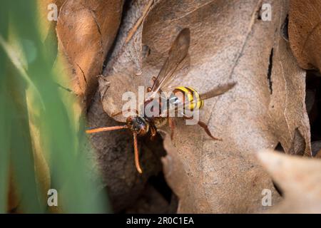 Eine weibliche aromatische Nomadenbiene (Nomada flava). Aufgenommen auf dem Bishopwearmouth Friedhof, Sunderland, Nordostengland Stockfoto