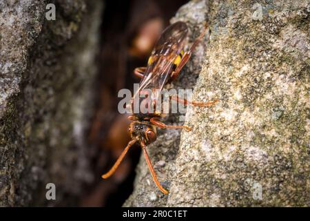 Eine weibliche aromatische Nomadenbiene (Nomada flava). Aufgenommen auf dem Bishopwearmouth Friedhof, Sunderland, Nordostengland Stockfoto