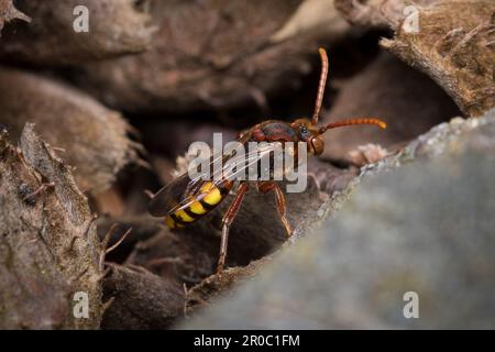 Eine weibliche aromatische Nomadenbiene (Nomada flava). Aufgenommen auf dem Bishopwearmouth Friedhof, Sunderland, Nordostengland Stockfoto