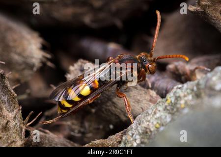 Eine weibliche aromatische Nomadenbiene (Nomada flava). Aufgenommen auf dem Bishopwearmouth Friedhof, Sunderland, Nordostengland Stockfoto