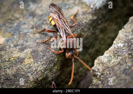 Eine weibliche aromatische Nomadenbiene (Nomada flava). Aufgenommen auf dem Bishopwearmouth Friedhof, Sunderland, Nordostengland Stockfoto